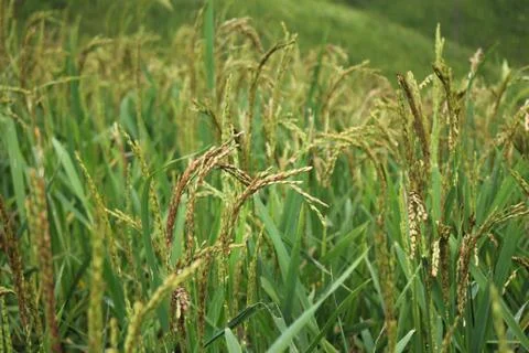 Forest Spreading Mountain Farming rice field Background Image Stock Photos