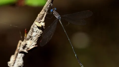Forest spreadwing damselfly perched in natural habitat Video stock 345111794