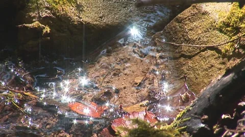 Forest spring 3 Stock Footage 8795619