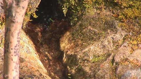 Forest spring 5 Stock Footage 8795582