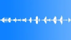 Forest Spring Ambience (Birds, Chirping, Atmosphere, Sunny, Woodpecker) Sound Effect
