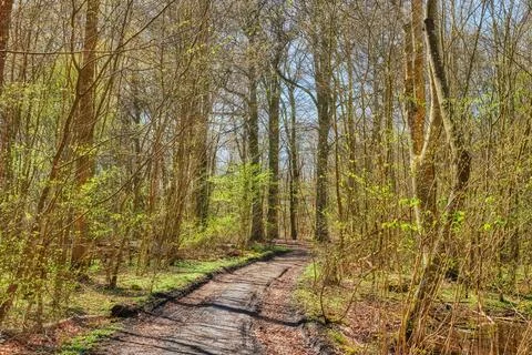 Forest, spring and trail in nature for hiking, outdoor attraction and trave.. 写真素材