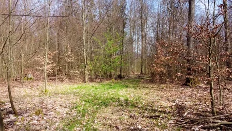 Forest in spring, Bavaria nature Stock Footage 274389797