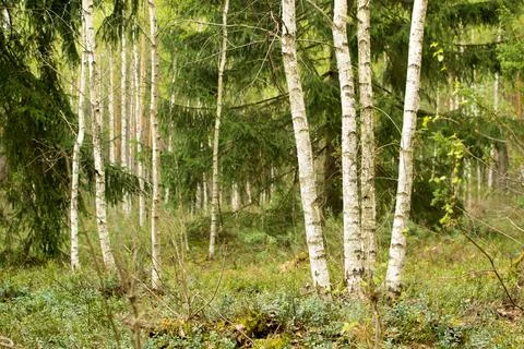Forest in spring, birch forest, birch trees turn green, awakening nature, e.. Stock Photos