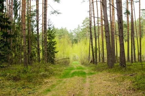 Forest in spring, birch forest, birch trees turn green, awakening nature, e.. Stock Photos