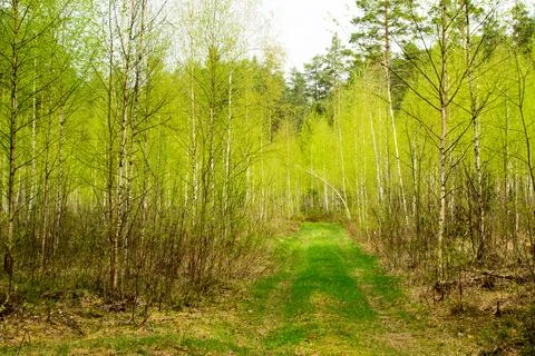 Forest in spring, birch forest, birch trees turn green, awakening nature, e.. Stock Photos