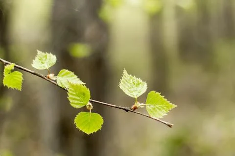 Forest in spring, birch forest, birch trees turn green, awakening nature, e.. Stock Photos