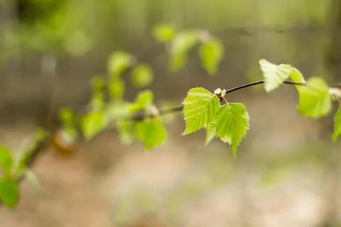 Forest in spring, birch forest, birch trees turn green, awakening nature. Stock Photos