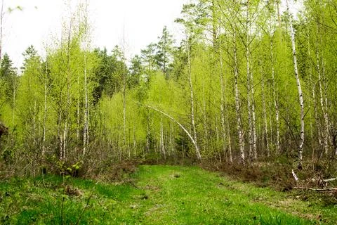 Forest in spring, birch forest, birch trees turn green, awakening nature. Stock Photos
