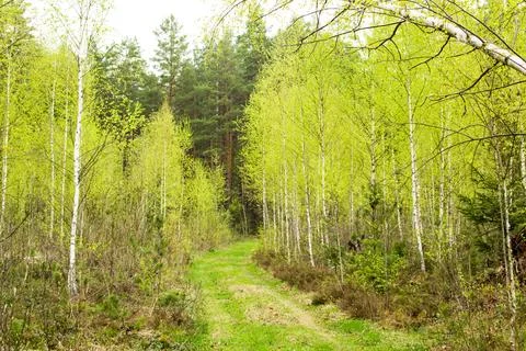 Forest in spring, birch forest, birch trees turn green, awakening nature. Stock Photos