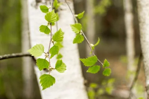 Forest in spring, birch forest, birch trees turn green, awakening nature. Stock Photos