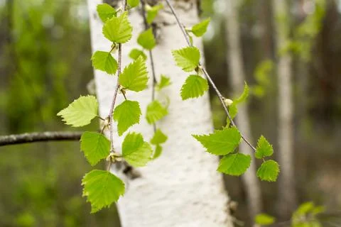Forest in spring, birch forest, birch trees turn green, awakening nature. Stock Photos