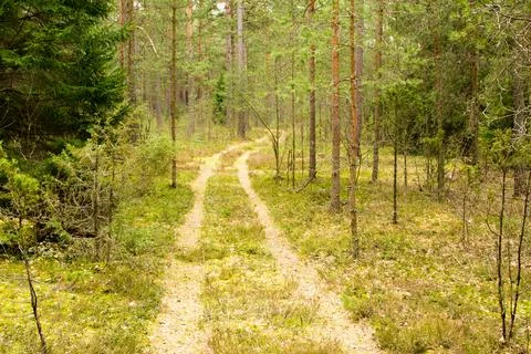 Forest in spring, birch forest, birch trees turn green, awakening nature. Stock Photos