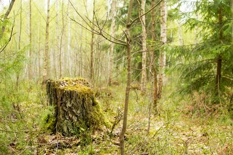 Forest in spring, birch forest, birch trees turn green, awakening nature. Stock Photos