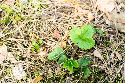 Forest in spring, birch forest, birch trees turn green, awakening nature, e.. Stock Photos