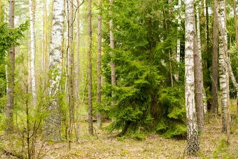 Forest in spring, birch forest, birch trees turn green, awakening nature, e.. Stock Photos