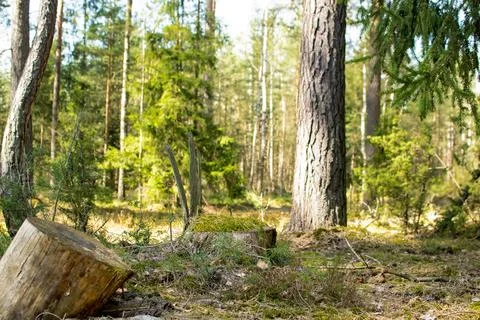 Forest in spring, birch forest, birch trees turn green, awakening nature, e.. Stock Photos