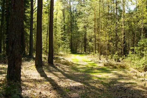 Forest in spring, birch forest, birch trees turn green, awakening nature, e.. Stock Photos
