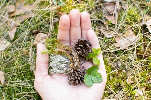 Forest in spring, birch forest, birch trees turn green, awakening nature. Stock Photos