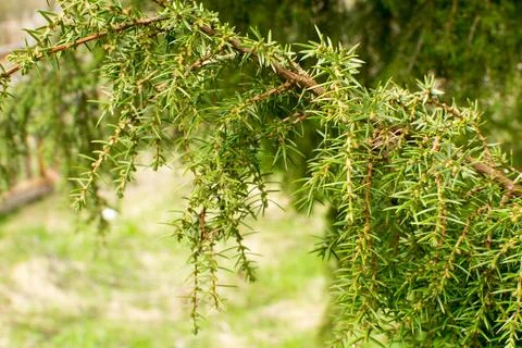 Forest in spring, birch forest, birch trees turn green, awakening nature. Stock Photos