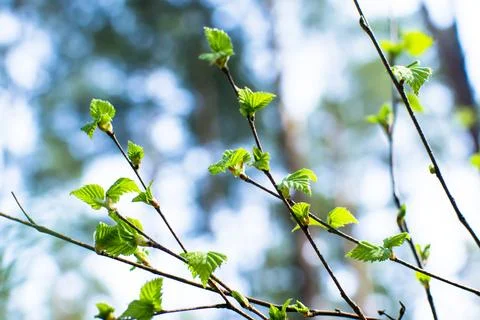 Forest in spring, birch forest, birch trees turn green, awakening nature. Stock Photos