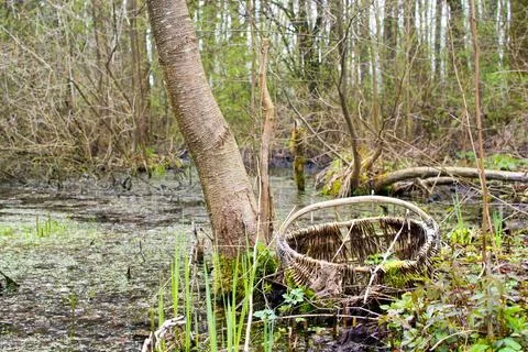 Forest in spring, birch forest, birch trees turn green, awakening nature. Foto stock