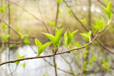 Forest in spring, birch forest, birch trees turn green, awakening nature. Stock Photos