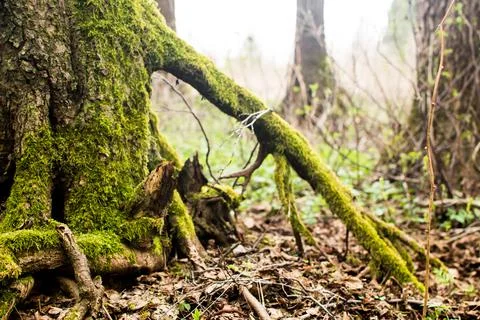 Forest in spring, birch forest, birch trees turn green, awakening nature. Stock Photos
