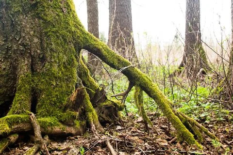 Forest in spring, birch forest, birch trees turn green, awakening nature. Stock Photos
