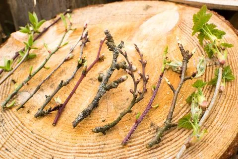 Forest in spring, birch forest, birch trees turn green, awakening nature. Stock Photos