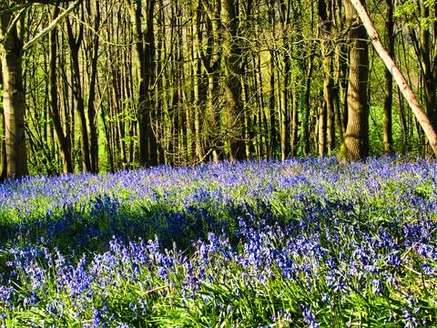 A forest with Spring Bluebells Stock Photos