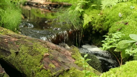 Forest spring,  clean water Stock Footage 89091773