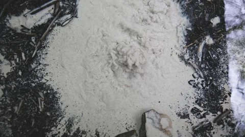 Forest spring closeup. Stock Footage 308311521