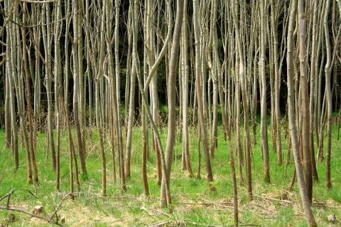 Forest in spring day as background Stock Photos