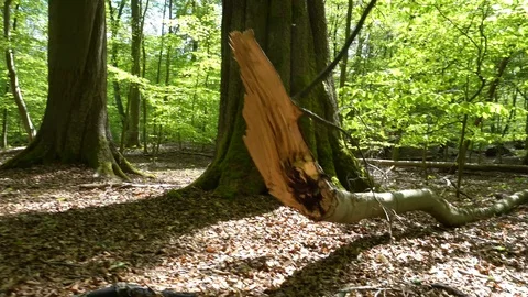 Forest in Spring - Deciduous Forest Trees - Old Tree with broken Branch Stock Footage 129808111