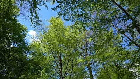 Forest in spring - Deciduous Forest Trees from sky to ground level Stock Footage 129882861
