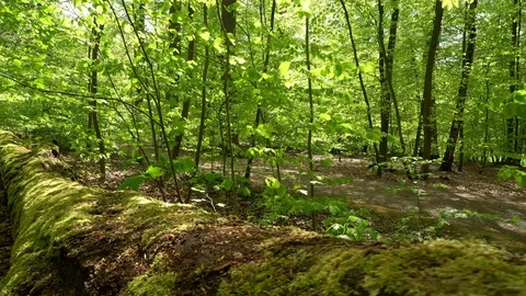 Forest in spring - Fallen tree covered with moss Stock Footage 129807707