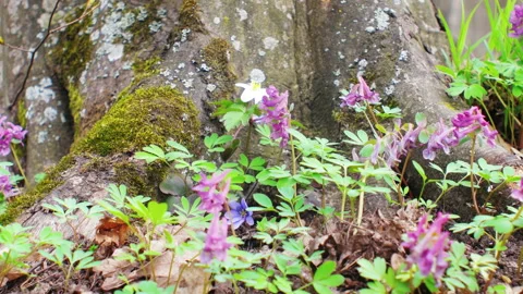Forest spring flowers and wind Stock Footage 152937261
