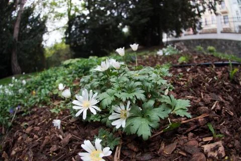 Forest Spring Flowers Stock Photos