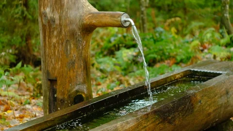 Forest spring flowing from a carved log with a wooden trough in a quiet woodland Stock Footage 320730230
