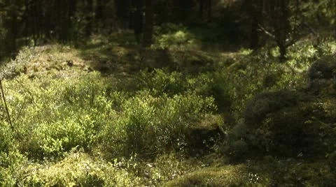 A forest in the spring Stock Footage 11286989