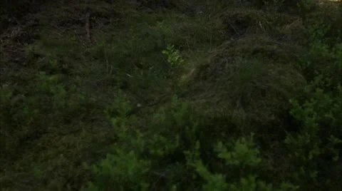 A forest in the spring Stock Footage 11286992