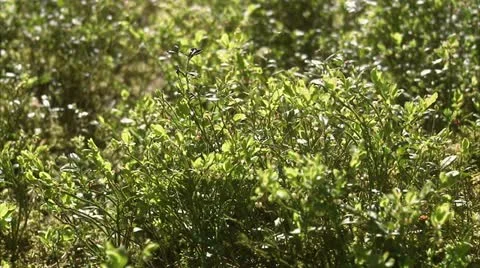 A forest in the spring Stock Footage 11286994