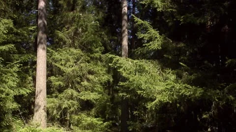 A forest in the spring Stock Footage 11286999