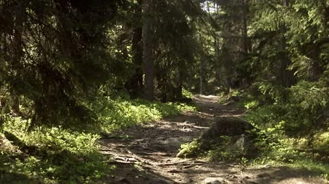 A forest in the spring Stock Footage 11287001