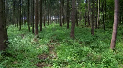 Forest in spring Video stock 23565195
