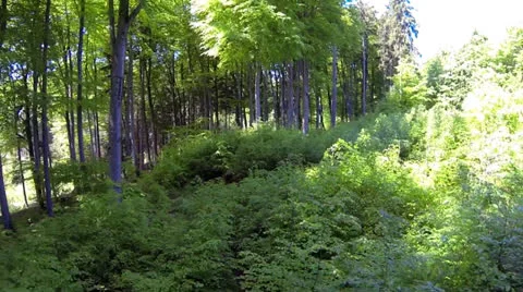 Forest in spring Stock Footage 23913520
