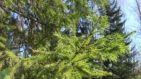 Forest in the spring. Stock Footage 75078484