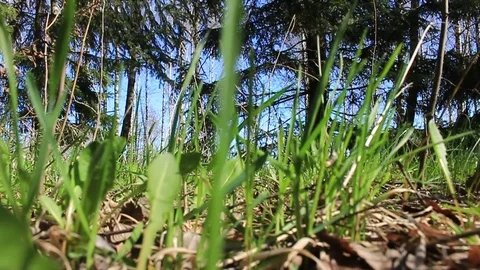 Forest in the spring. Stock Footage 75078487