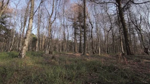 Forest in spring Stock Footage 85384113